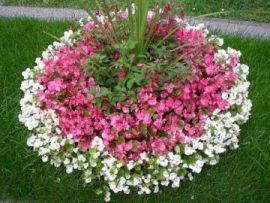 Grabbetreuung Rasen und Blumen