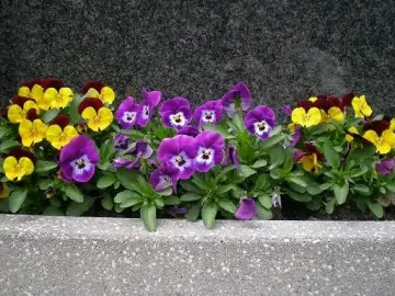 Grabpflege inklusive Blumen